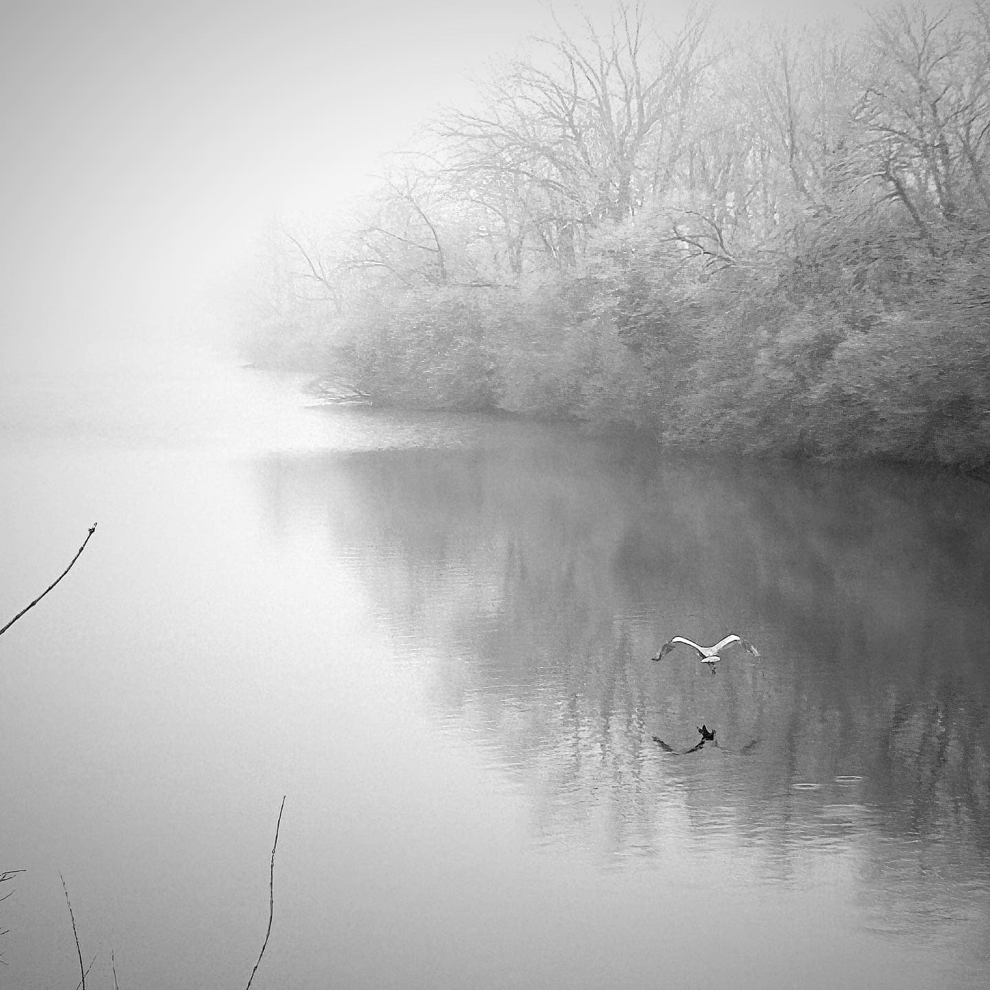 black and white of frozen water with a bird flying close to the water's surface